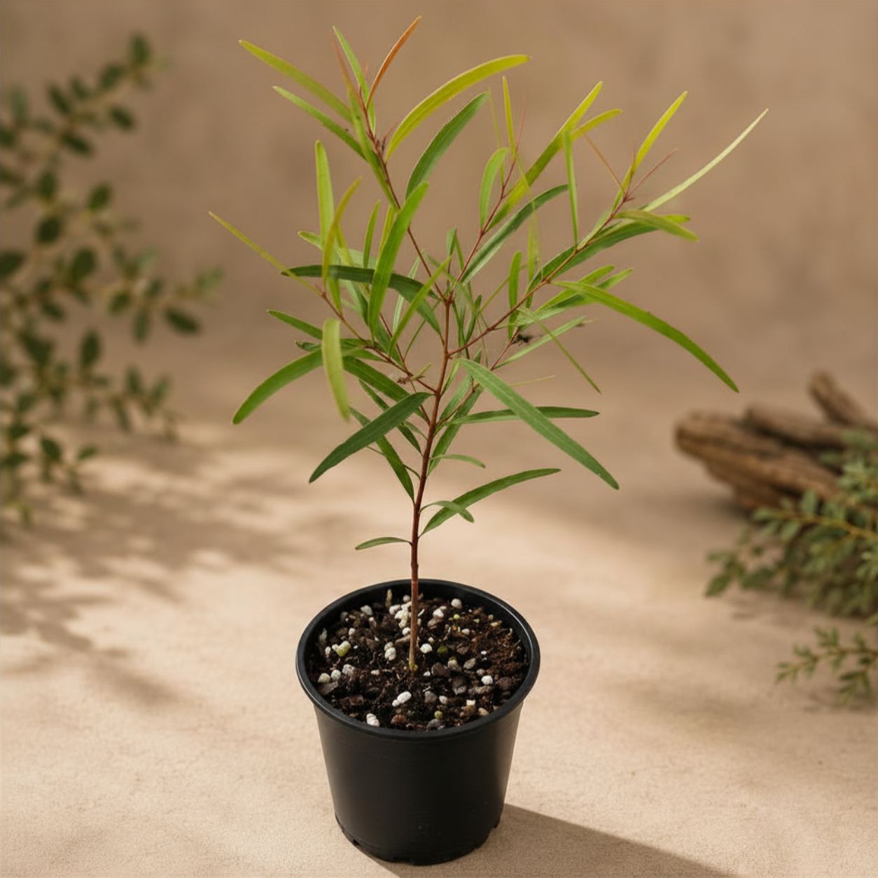 Narrow-leaved Ironbark - Eucalyptus crebra - 140mm Potted Plant