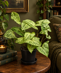 Syngonium podophyllum 'Batik'