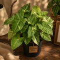 Syngonium 'Panda' - Indoor Plant
