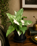 Syngonium podophyllum 'Fantasy' - Potted Plant
