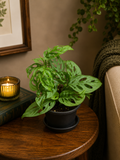 Monstera Adansonii - Potted Plant
