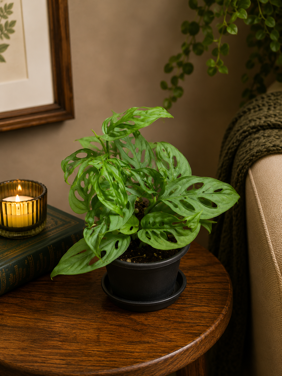 Monstera Adansonii - Potted Plant