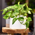 Marble Queen Pothos