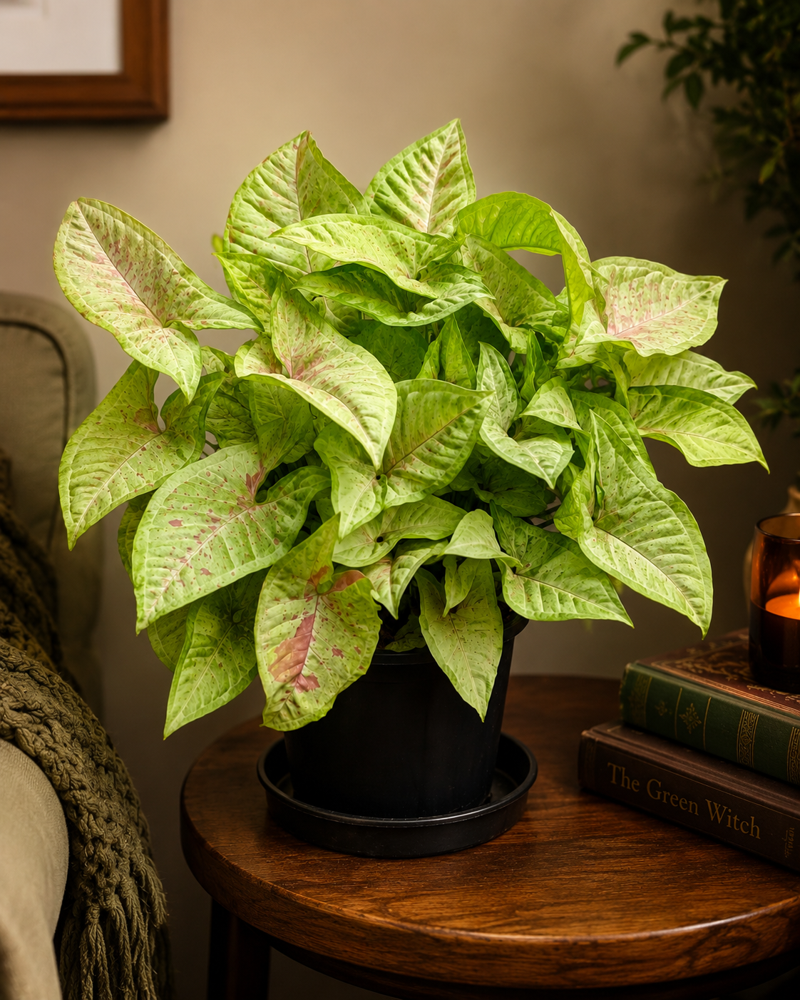 Syngonium 'Confetti' - Potted Indoor Plant