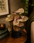 Syngonium 'Maria' - Potted Indoor Plant