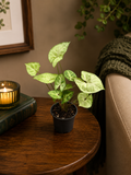 Syngonium - 'Pixie' - Indoor Plant